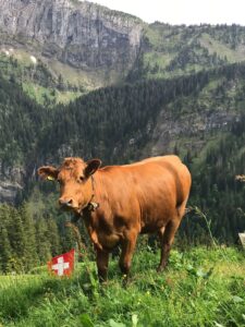 Kuh auf Alpenwiese vor schweizer Flagge